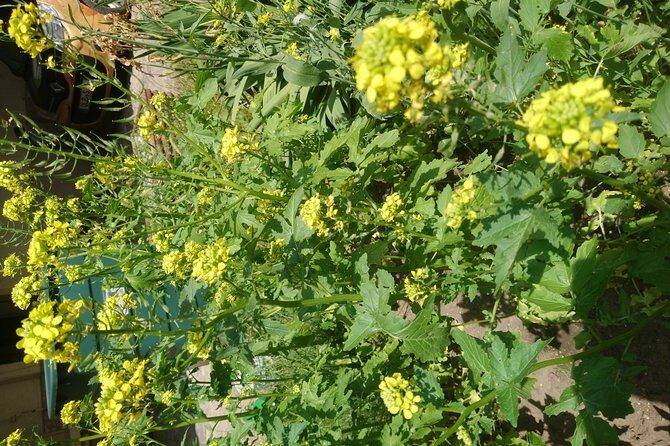 Mustard-Guided Manufaktur Sightseeing, tasting and factory sales - Factory Sales After the Tour: What You Can Buy