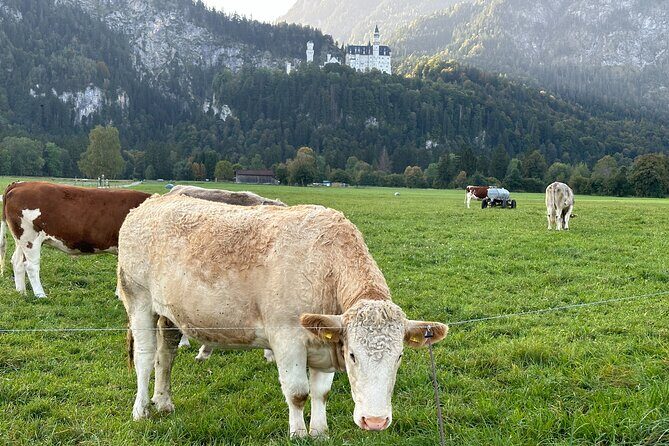 Neuschwanstein Castle & more - Private Tour from Munich - Timing, walking, and what to wear for the castle stair marathon