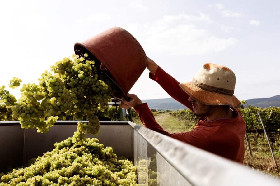 Neustadt: Wine tasting with cellar tour and vineyard visit - A twelfth-generation Palatinate winery, built for wine lovers