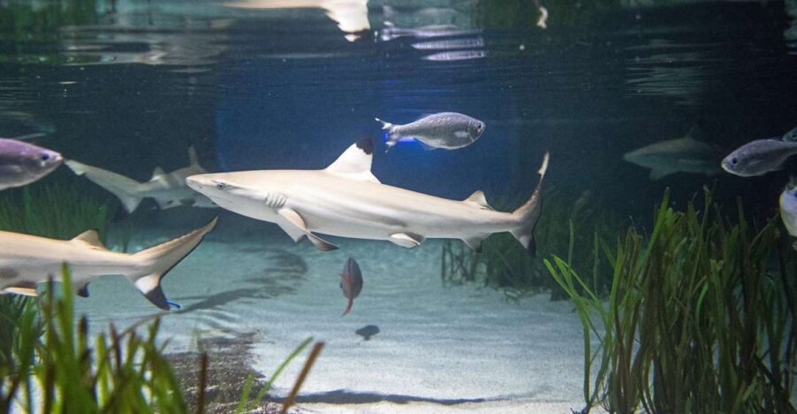 Oberhausen: SEA LIFE Oberhausen Entry Ticket - Price and value of the $25 entry ticket
