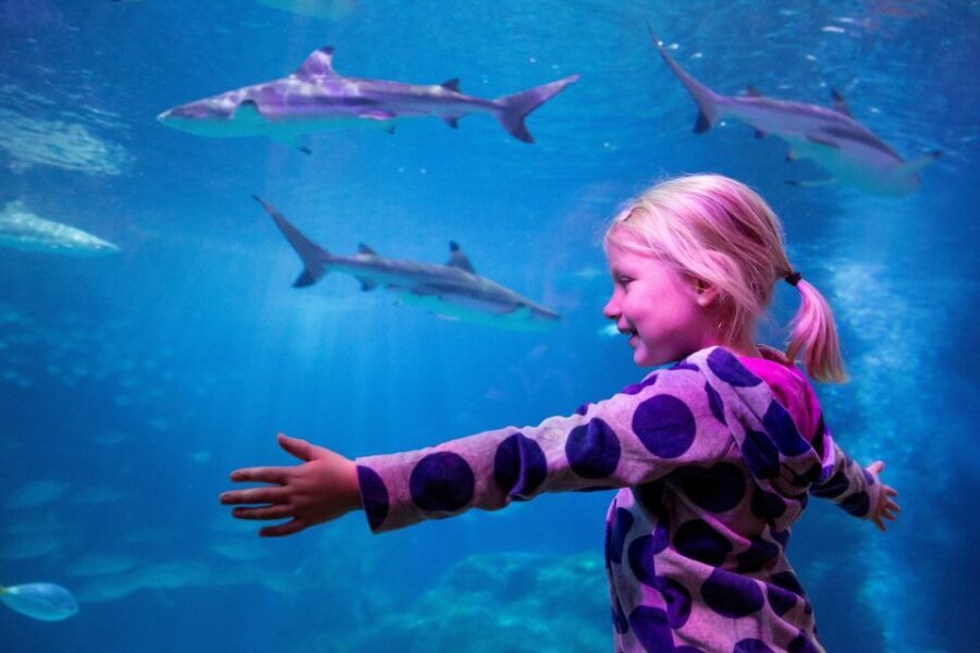 Oberhausen: SEA LIFE Oberhausen Entry Ticket - Why SEA LIFE Oberhausen works so well for a one-day stop