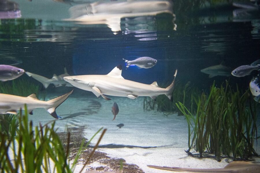 Oberhausen: SEA LIFE Oberhausen Entry Ticket - Germany’s shark nursery: the tank built for close viewing