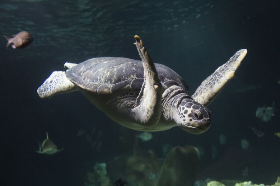 Oberhausen: SEA LIFE Oberhausen Entry Ticket - Turtle Ranger theme weeks: learning turtle care in April and early May