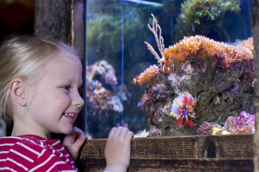 Oberhausen: SEA LIFE Oberhausen Entry Ticket - Daily feedings and aquarist talk shows: where questions get answered