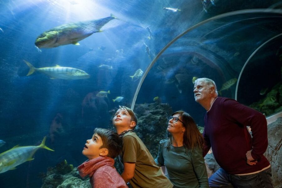 Oberhausen: SEA LIFE Ticket and Behind the Scenes Tour - Germany’s shark nursery: seeing the breeding tank without guessing
