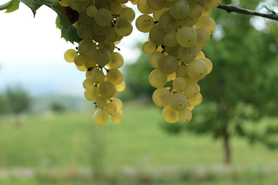 Premium wine hike Stuttgart with games and winemaker's snack - Weather, Water, and Comfort: Keeping It Easy