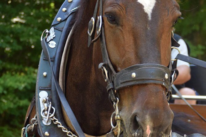 Private Guided Day Trip to Castle Neuschwanstein incl. Carriage Horse Ride - Alpsee: the short stop that still delivers