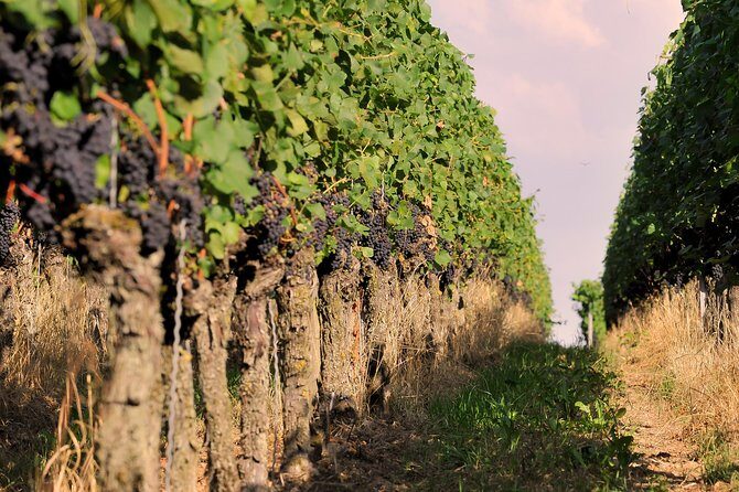 Private: Outdoor Escape Game Tuniberg: Eduardo & the Wine Secret - Solving Puzzles Between Vineyard Rows