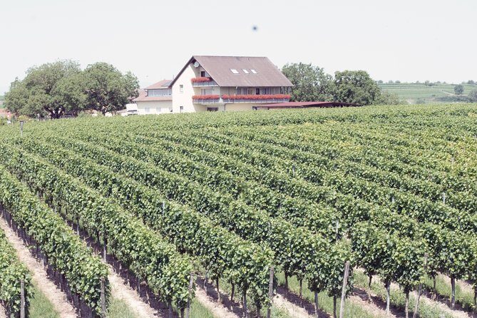 Private: Outdoor Escape Game Tuniberg: Eduardo & the Wine Secret - How Challenging Is It, Really? Teamwork, the Joker, and Route Pressure