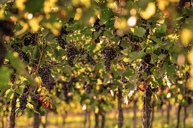 Private: Outdoor Escape Game Tuniberg: Eduardo & the Wine Secret - Should You Book This Outdoor Escape Game in Tuniberg?