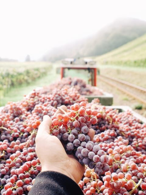 Reil, Mosel: Guided organic wine tasting and cellar tour - The real takeaways: what you’ll remember next time you order Mosel wine