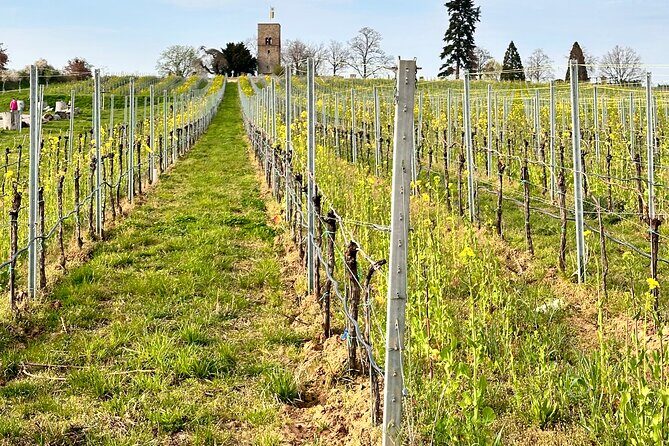 Rhine Valley Wine Tasting Tour from Frankfurt and Mainz - Guide relationships and behind-the-scenes access