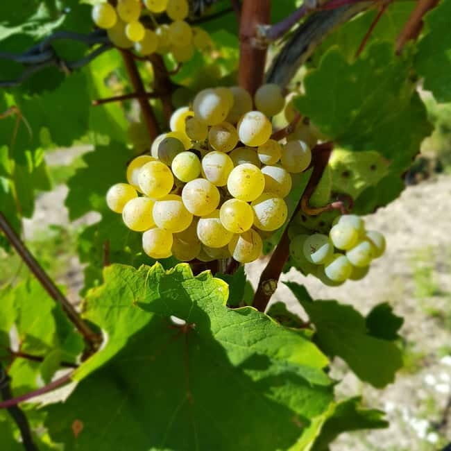 Rüdesheim - Wine tasting - A journey of pleasure through 5 wines - Key highlights worth knowing