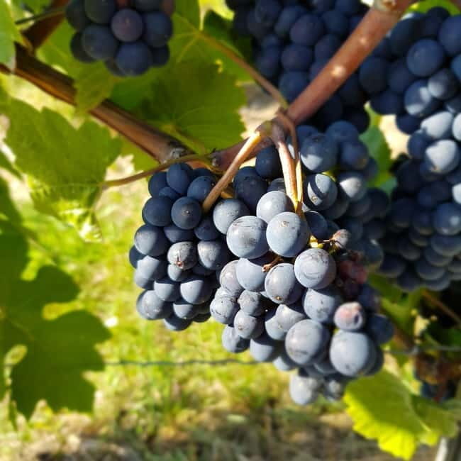 Rüdesheim - Wine tasting - A journey of pleasure through 5 wines - Five Wines and One Winemaker: What 75 Minutes Really Delivers