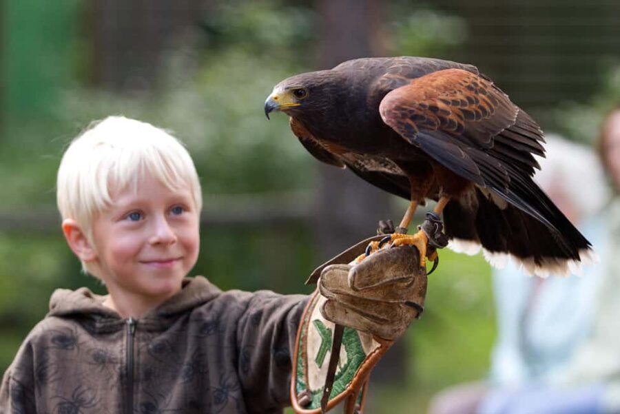 Ruhla: Ticket for a flight show with eagles, owls, and more. - Where the show happens: finding Falknerei am Rennsteig outside Winterstein