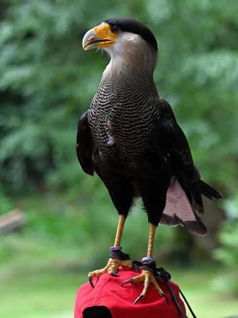 Ruhla: Ticket for a flight show with eagles, owls, and more. - The 3 p.m. format: how the interactive flight show works