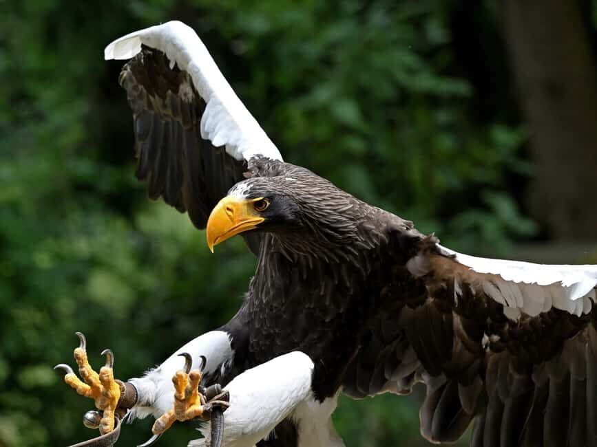 Ruhla: Ticket for a flight show with eagles, owls, and more. - What the presenter teaches: falconry as a craft, not just a performance