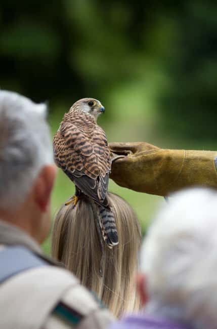 Ruhla: Ticket for a flight show with eagles, owls, and more. - Price and value: is $18 per person a fair deal?