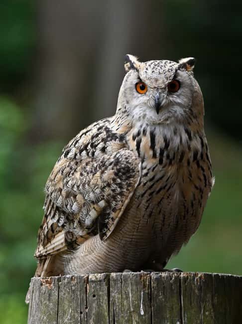 Ruhla: Ticket for a flight show with eagles, owls, and more. - Who should book this Ruhla eagle and owl show?