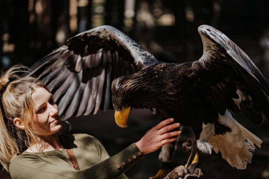 Ruhla: Ticket for a flight show with eagles, owls, and more. - So, should you book it?