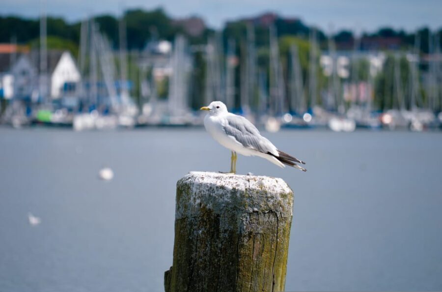 Schleswig: Highlights tour (cathedral, old town, Holm, city harbor) - Should you book the Schleswig highlights tour?