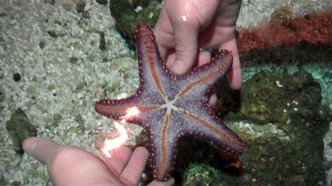 SEA LIFE Hannover Ticket - Key highlights to know before you go
