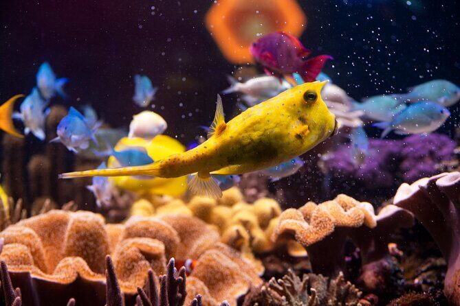 SEA LIFE Hannover Ticket - Animal Crossing: New Horizons event (March & April) and Tom Nook moments
