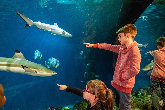 SEA LIFE Hannover Ticket - From Leine River to the ocean tunnel: how the tanks flow