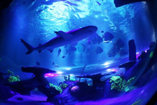 SEA LIFE Konstanz Admission Ticket - Kids’ experience: rallies, turtles, and learning that doesn’t feel forced