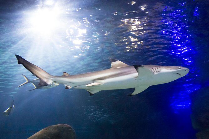 SEA LIFE Munich Admission Ticket - Sharks at SEA LIFE Munich: why this ticket feels different
