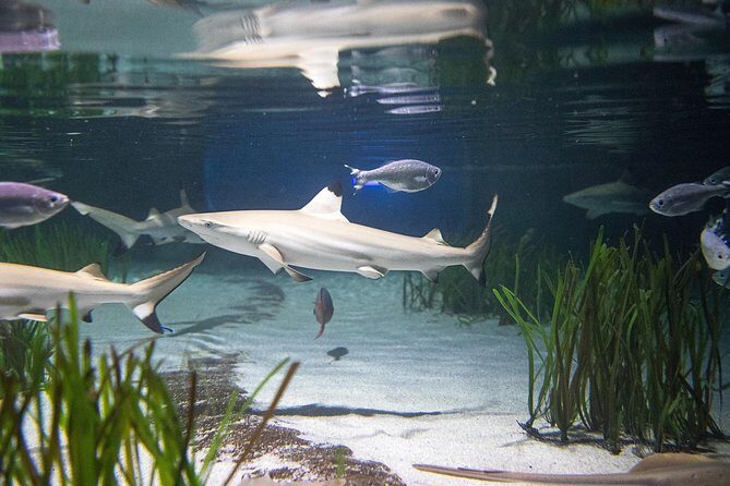 SEA LIFE Oberhausen Admission Ticket - SEA LIFE Oberhausen admission: what you’re paying for