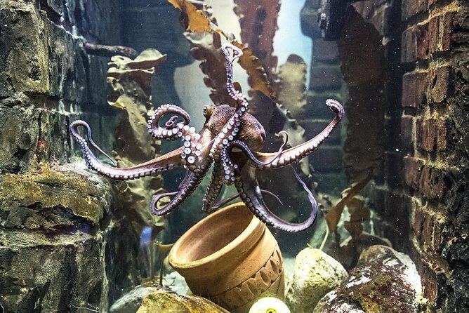 SEA LIFE Oberhausen Admission Ticket - The underwater dome: reef sharks and sting rays in one main viewing area