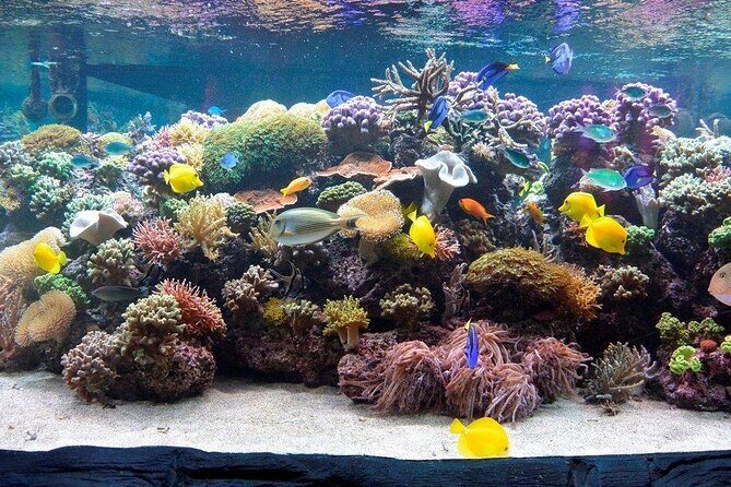 SEA LIFE Speyer Admission Ticket - Your self-guided route through 13 areas and 3,000 creatures