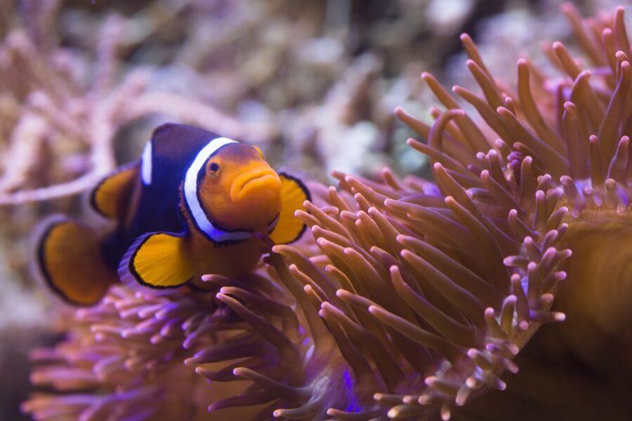 Sea Life Speyer Ticket - Price and value: is $22 fair for a one-day visit?