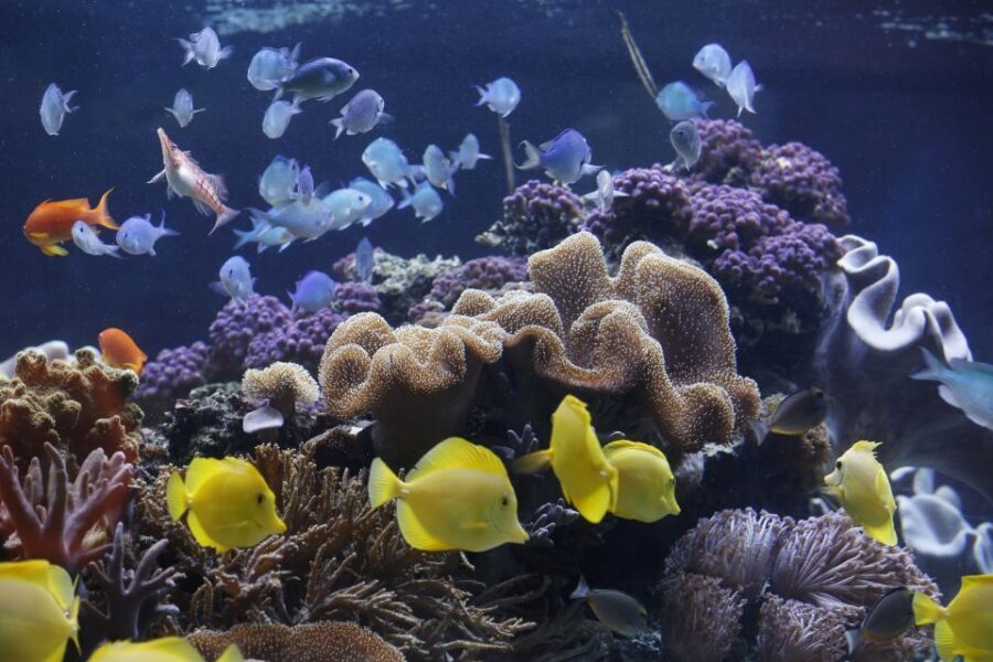 Sea Life Speyer Ticket - Lake Constance to the tropical ocean: the storytelling you’ll actually use