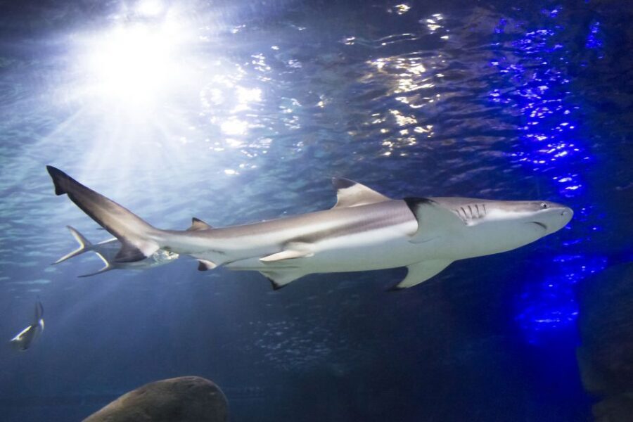 Sea Life Speyer Ticket - The eight-metre Mediterranean tunnel: the view that sells the ticket