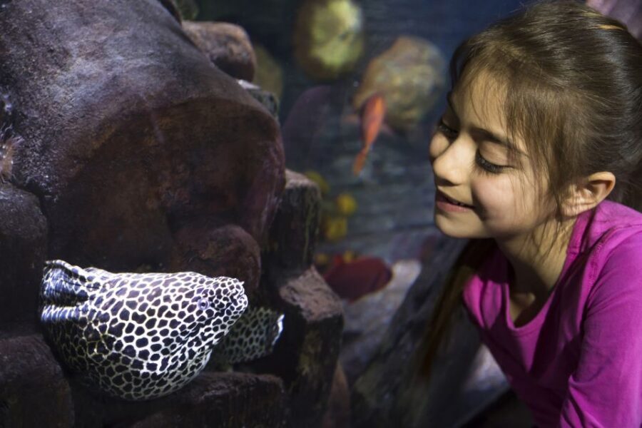 Sea Life Speyer Ticket - The great reef panorama: hundreds of fish and coral in one sweep