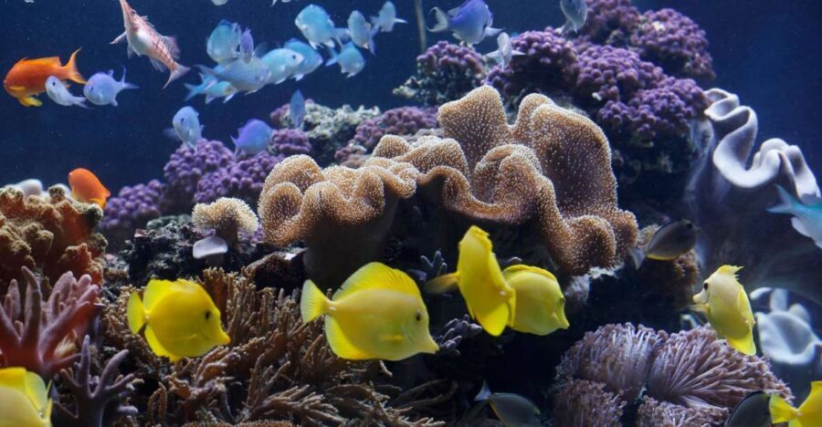 Sea Life Speyer Ticket - 13 themed areas and 3,000+ creatures: how the circuit feels