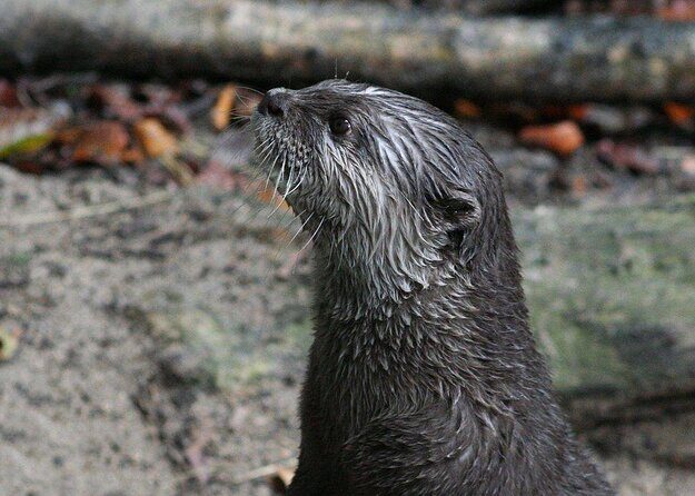 SEA LIFE Timmendorfer Strand Admission Ticket - Quick hits before you go