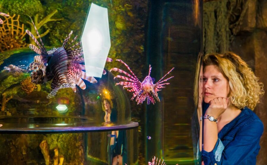 SEA LIFE Timmendorfer Strand Ticket - Price and Time Value: Is $20 Worth It?