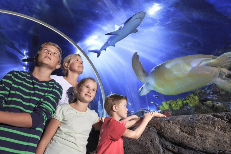 SEA LIFE Timmendorfer Strand Ticket - Blacktip Reef Sharks and Green Sea Turtle: The Face-to-Face Moments