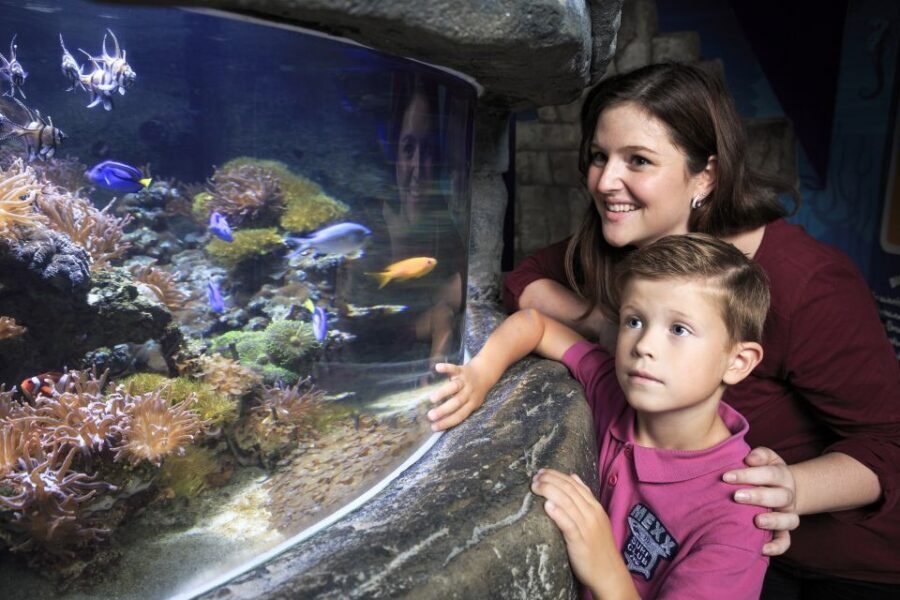 SEA LIFE Timmendorfer Strand Ticket - Live Feedings: The Best Time to Stop Being a Tourist and Start Watching