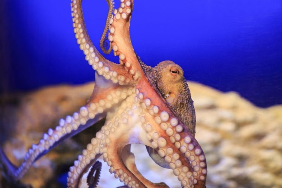 SEA LIFE Timmendorfer Strand Ticket - Touch Pool: Up Close Without Needing to Pretend You’re a Biologist