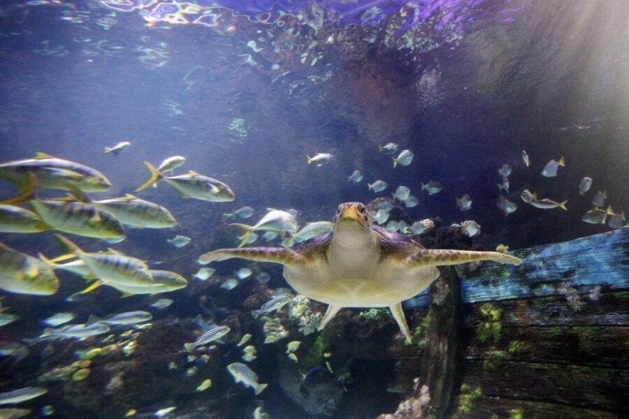 SEA LIFE Timmendorfer Strand Ticket - Cleanliness and Staff: Why People Rate This Higher Than Average