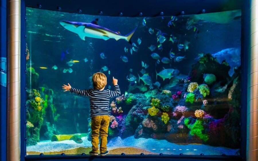SEA LIFE Timmendorfer Strand Ticket - Rainforest Exhibit Meets Ocean Creatures