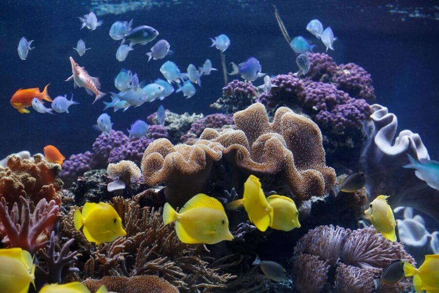 Speyer: SEA LIFE Behind the Scenes Tour - Key highlights to know before you go