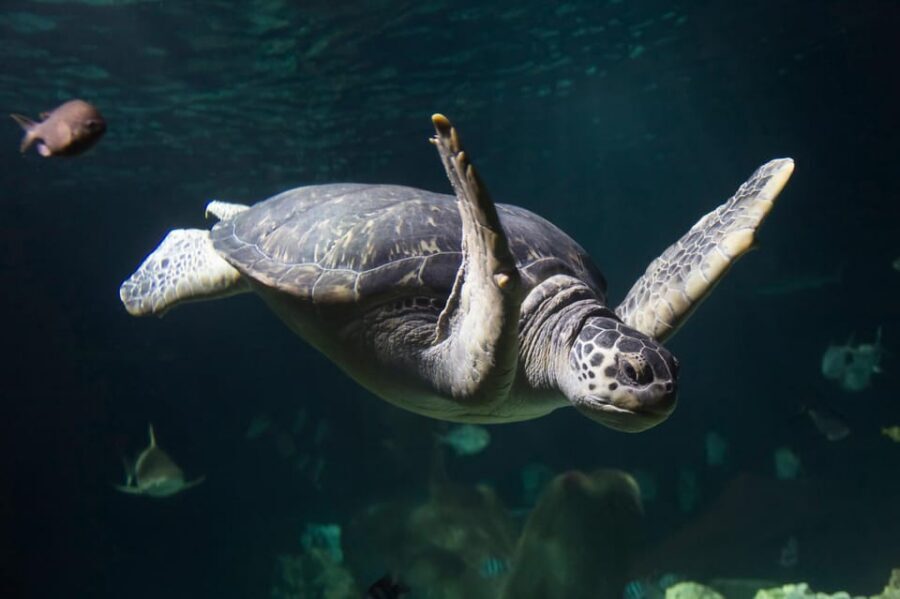 Speyer: SEA LIFE Behind the Scenes Tour - Timing and meeting point: avoid the most common frustration