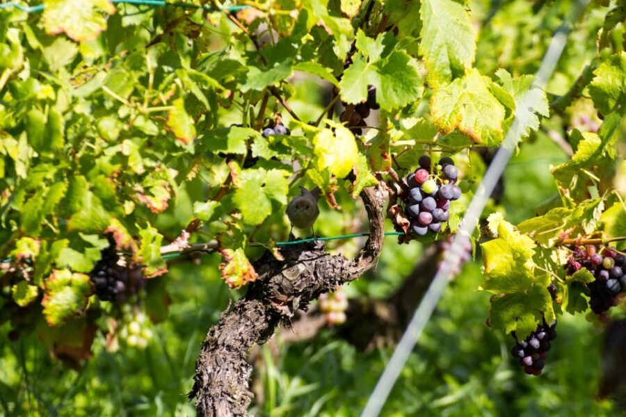 Stuttgart: Guided Vineyards Tour - Stuttgart Vineyards on Foot: What This Tour Really Feels Like
