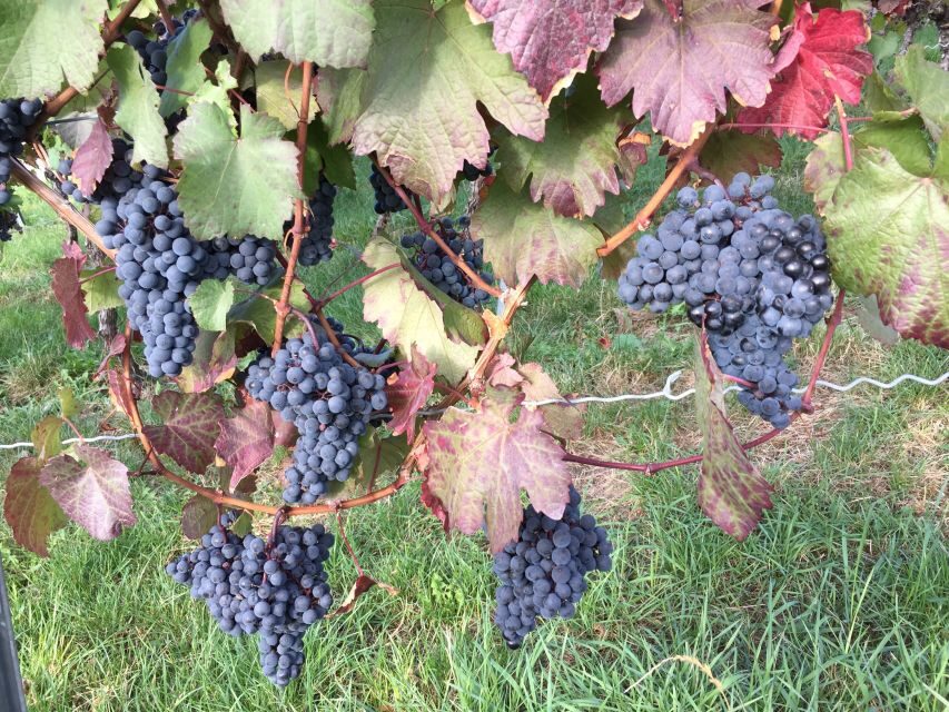 Stuttgart: Guided Wine Walk & Wine Tasting - Your Tasting Moments: Two Stops, Local Wines, and a Snack Buffer