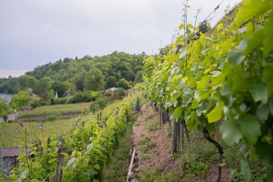 Stuttgart: Hiking Tour with Craft Beer Tasting - Best Fit: Who Will Enjoy This Stuttgart Craft Beer Hike